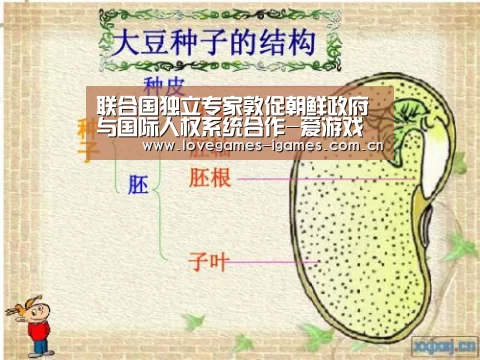 联合国独立专家敦促朝鲜政府与国际人权系统合作-爱游戏(图1) 爱游戏官网